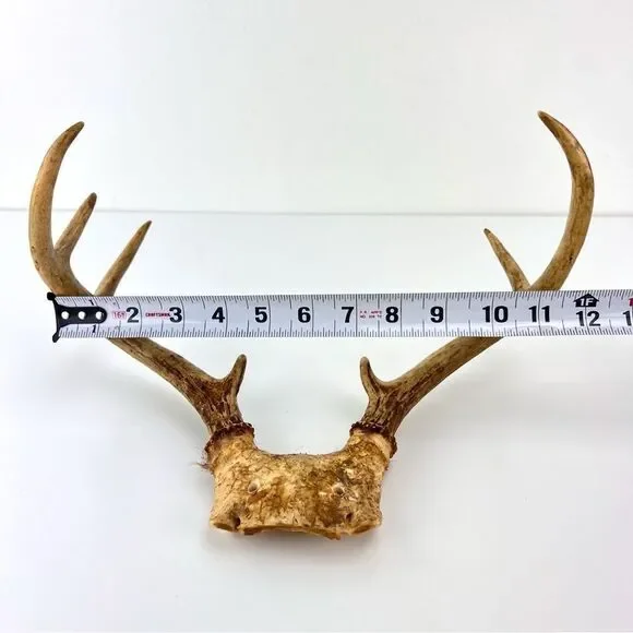 Vintage Deer Antler 7 Point Buck Skull Cap